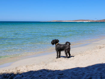 Dog on beach