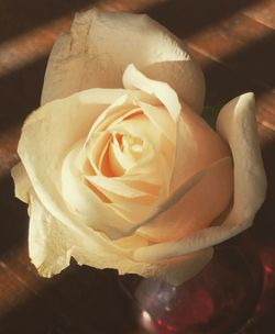 Close-up of rose at night