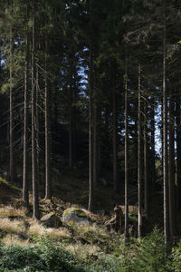 Trees growing in forest