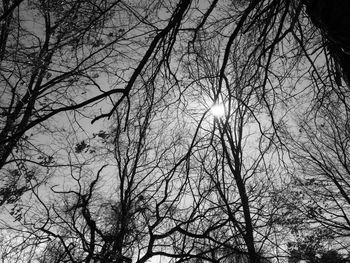 Low angle view of tree against sky