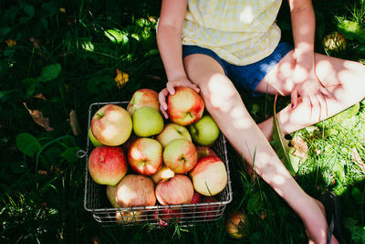 Midsection of a young girl picking apples