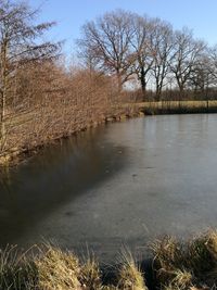 Reflection of bare trees in water