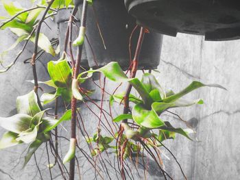 Close-up of plant