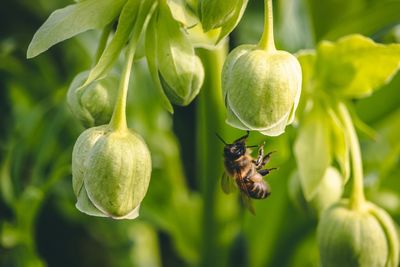 Close-up of bee on plant