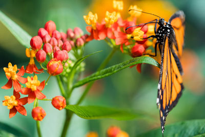 Close-up of butterfly pollinating on flower