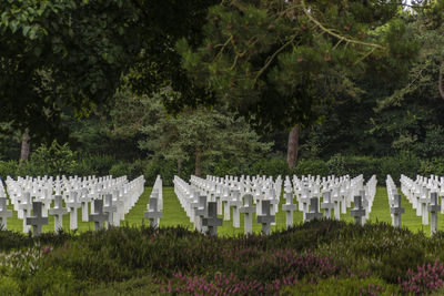 Cemetery against trees