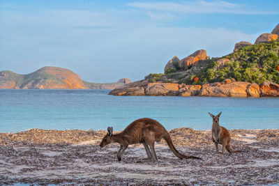 Kangaroo against sea