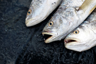 High angle view of fish for sale in market