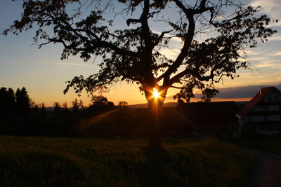 Sun shining through trees on field