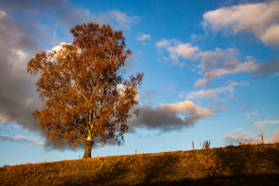 Low angle view of tree against sky during autumn