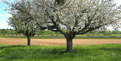View of flowering tree in field