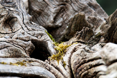 Close-up of tree trunk