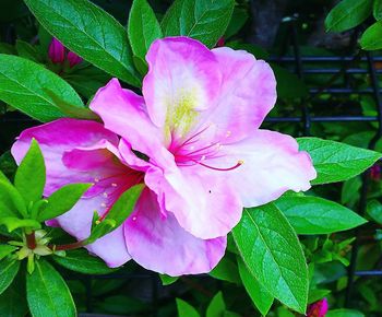 Close-up of pink rose flower