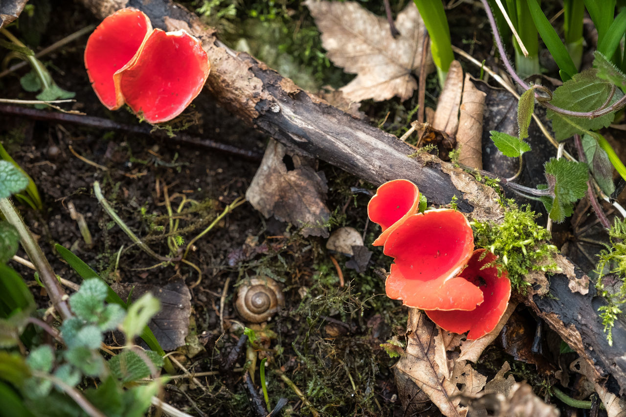 Roter Kelchbecherling