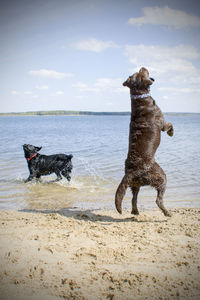 Dog running on beach