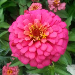 Close-up of pink flower blooming outdoors