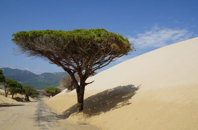 Tree and dune against sky