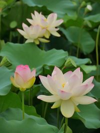 Close-up of pink lotus blooming outdoors