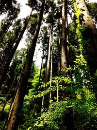 Low angle view of trees in forest