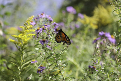 Close-up of butterfly pollinating on purple flower