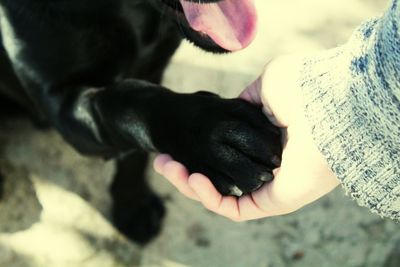 Close-up of hand holding dog