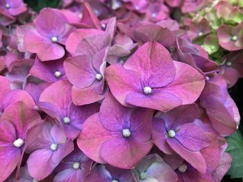 Close-up of pink hydrangea flowers