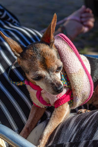 Close-up of dog looking away