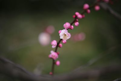 Close-up of flower buds