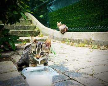 Portrait of a cat drinking water