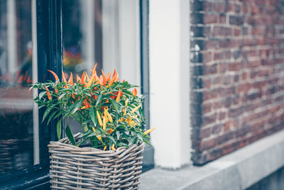 Close-up of potted plant against window