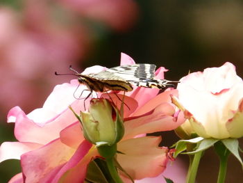 Close-up of insect on pink flower