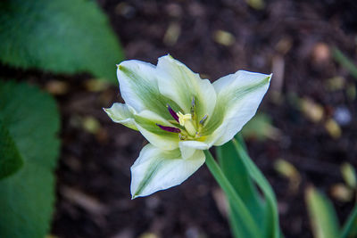 Close-up of white flowering plant