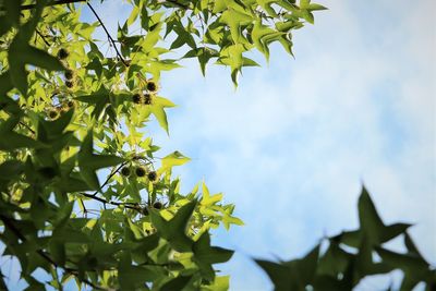 Low angle view of tree against sky