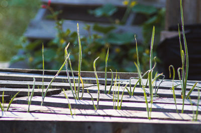 Close-up of metal railing in field