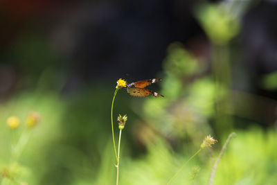 Close-up of butterfly pollinating on flower