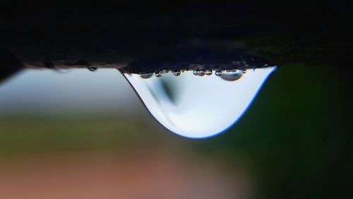 Close-up of raindrops on plant