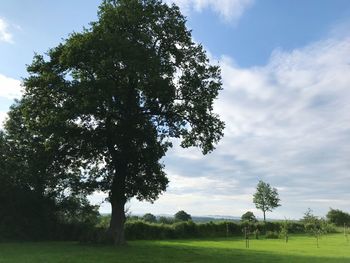 Trees on field against sky