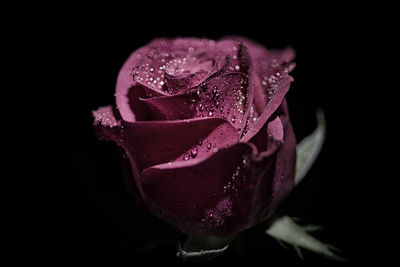 Close-up of wet rose against black background