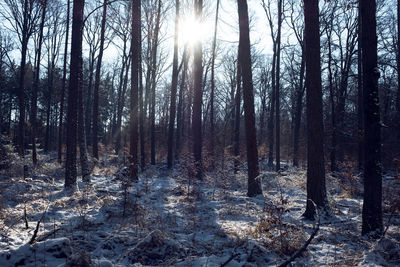 Trees in forest during winter