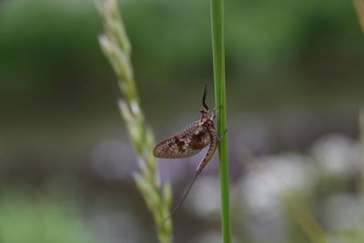 Close-up of insect on plant