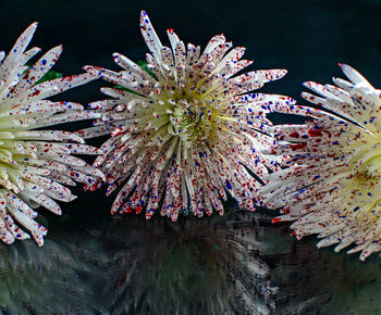 Close-up of multi colored flowering plant