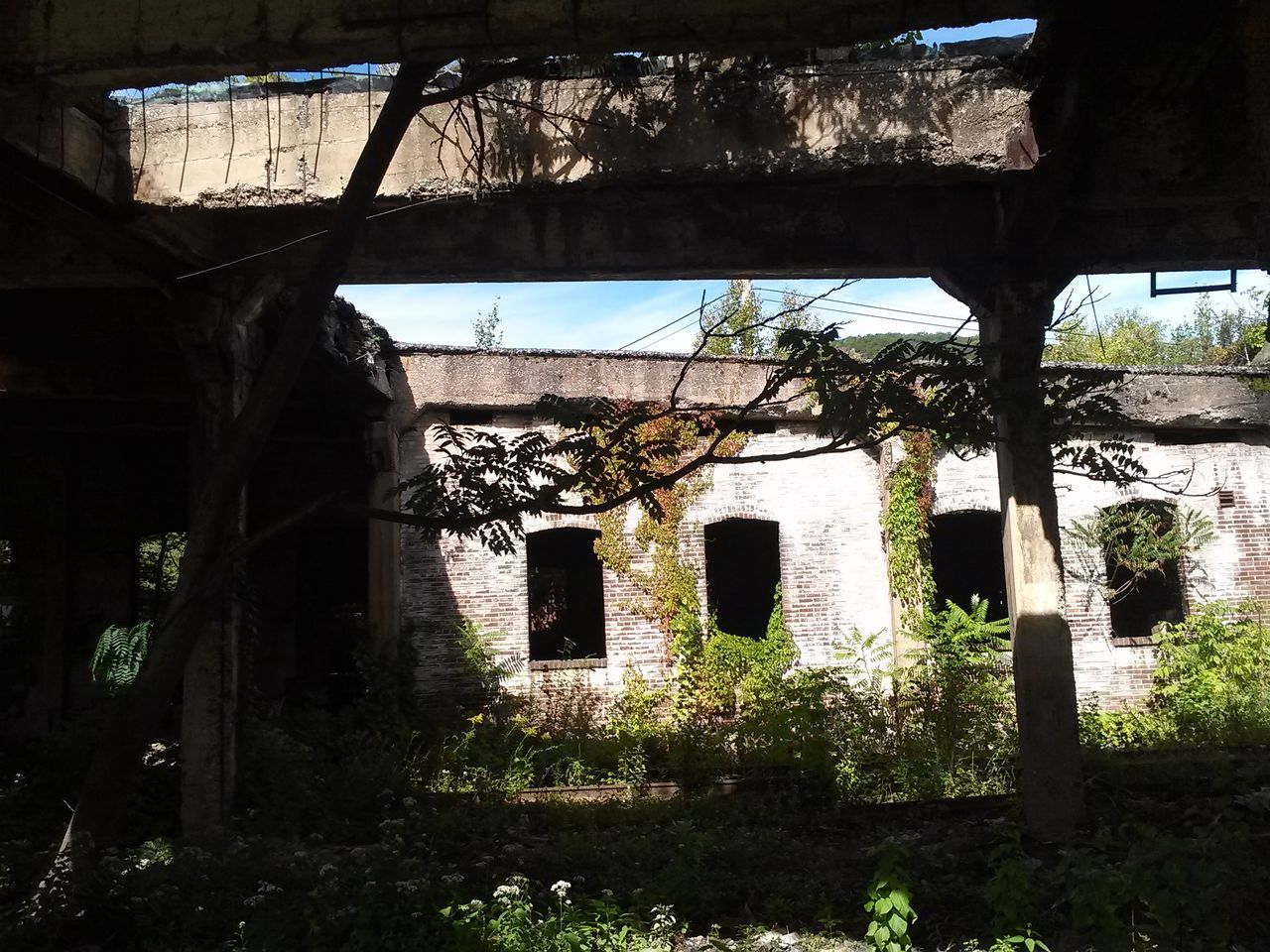 architecture, built structure, building exterior, abandoned, tree, house, old, obsolete, plant, damaged, run-down, deterioration, growth, window, residential structure, day, weathered, no people, residential building, wall - building feature