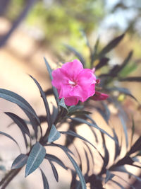 Close-up of pink flowering plant