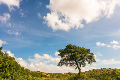 Trees on field against sky