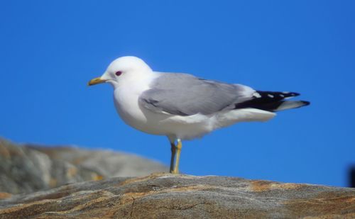 Close-up of seagull perching on rock against blue sky