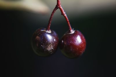 Close-up of apples hanging on branch