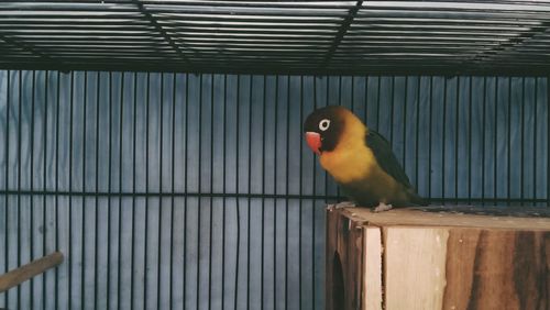 Close-up of parrot perching in cage