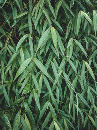 High angle view of green plants