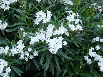 Close-up of white flowers