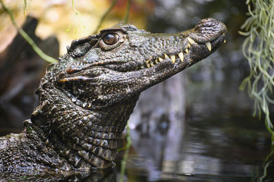 Close-up of lizard in a lake